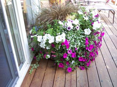 gallery/medium/0 (7)-Garden-Sun-Valley-Idaho.jpg